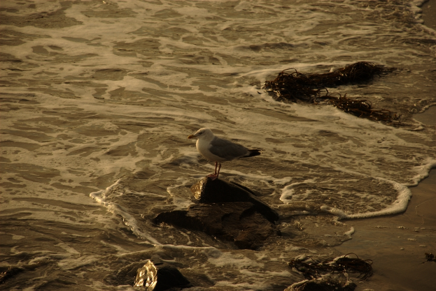 Ein Seevogel steht auf einem Felsen mit fließendem Wasser in der Nähe.