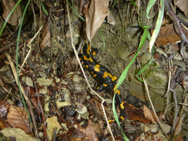 Ein europäischer Feuersalamander sitzt auf dem Boden in einem wäldlerischen Gebiet umgeben von trockenen Blättern, Zweigen und Pflanzen.