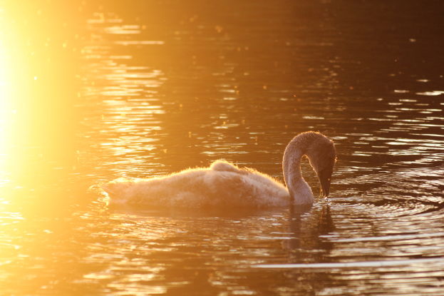 Eine Ente schwimmt im Wasser.