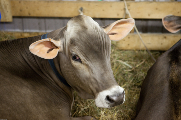 Kühe sitzen auf dem Boden mit Gras dahinter, eine hölzerne Wand im Hintergrund und ein Seil an der Wand befestigt.