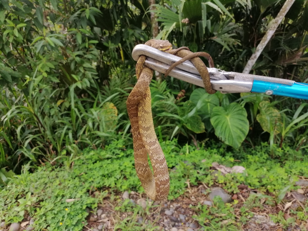Eine Schlange ist um einen Karabiner mit daran befestigten Scheren gewickelt, vor einem Hintergrund aus Pflanzen, Bäumen und Steinen.