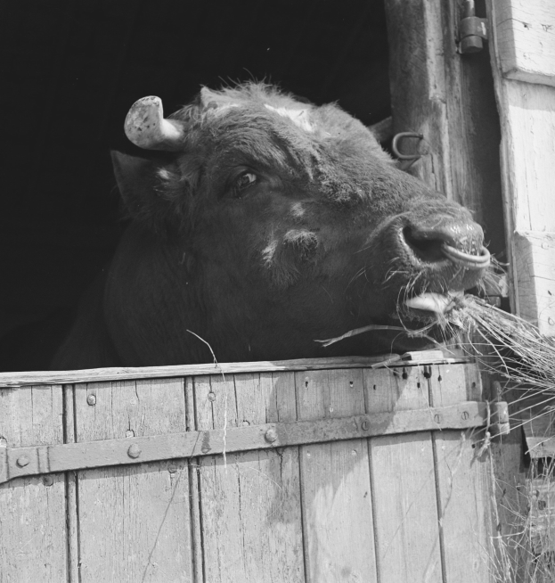 Schwarzes und weißes Foto eines Stiers mit seinem Kopf aus einer hölzernen Scheunentür, umgeben von Gras.