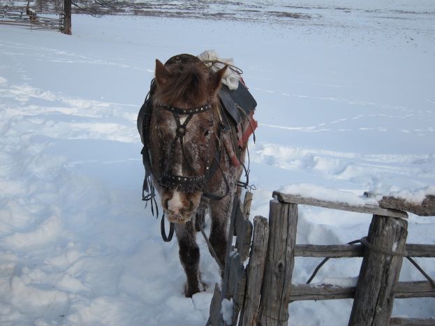 Ein Esel steht auf einer schneebedeckten Fläche neben einem Holzzaun, mit Pflanzen auf dem Schnee und mehr Zaun im Hintergrund.