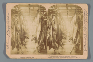 Ein Schwarz-Weiß-Foto einer Gruppe von Tieren, die von der Decke eines Schlachthofs hängen, mit Text auf einem Papier vor ihnen.