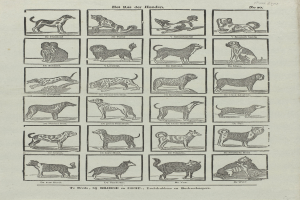 Ein offenes altes Buch mit Abbildungen und Texten über verschiedene Hunderassen.