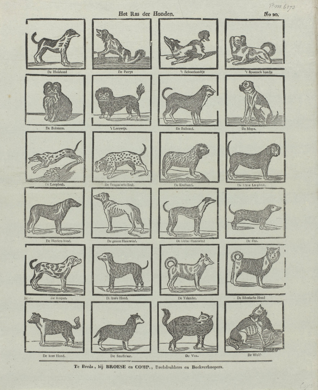 Ein offenes altes Buch mit Abbildungen und Texten über verschiedene Hunderassen.