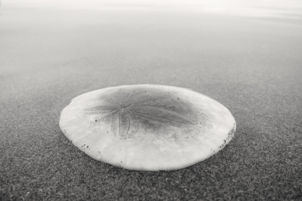 Eine weiße Muschelschale auf einer Straße.