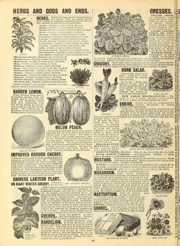 Ein aufgeschlagenes Buch, das verschiedene Gemüse und Früchte zeigt, darunter einen Kürbis, mit begleitendem Text und Bildern, die detaillierte Informationen bereitstellen.