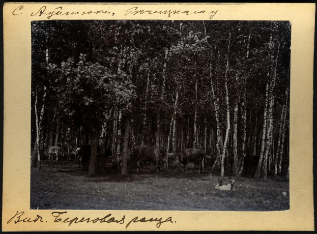 Schwarzes und weißes Foto einer Herde von Kühen, die auf einer bewaldeten Fläche grasen, mit Text unten.