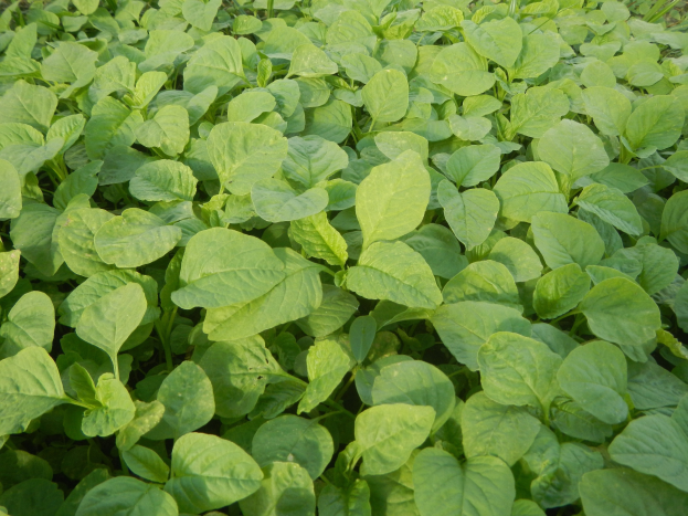 Grüne Sojabohnenpflanzen mit leuchtenden Blättern, die in einem Feld unter einem blauen Himmel wachsen.