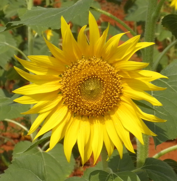 Eine Sonnenblume und einige andere Pflanzen sind auf dem Bild zu sehen.