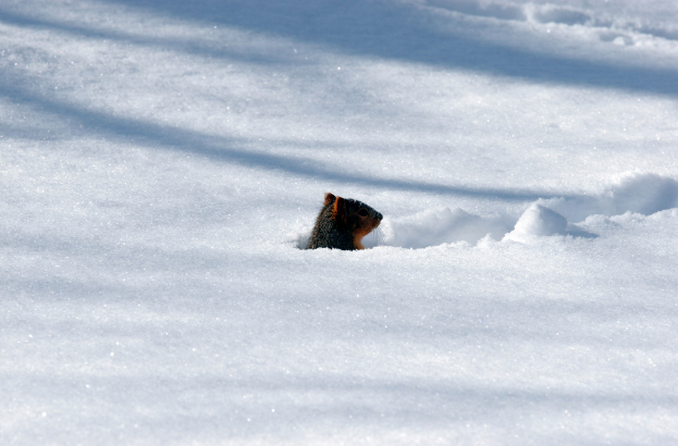 Eine Maus im Schnee.