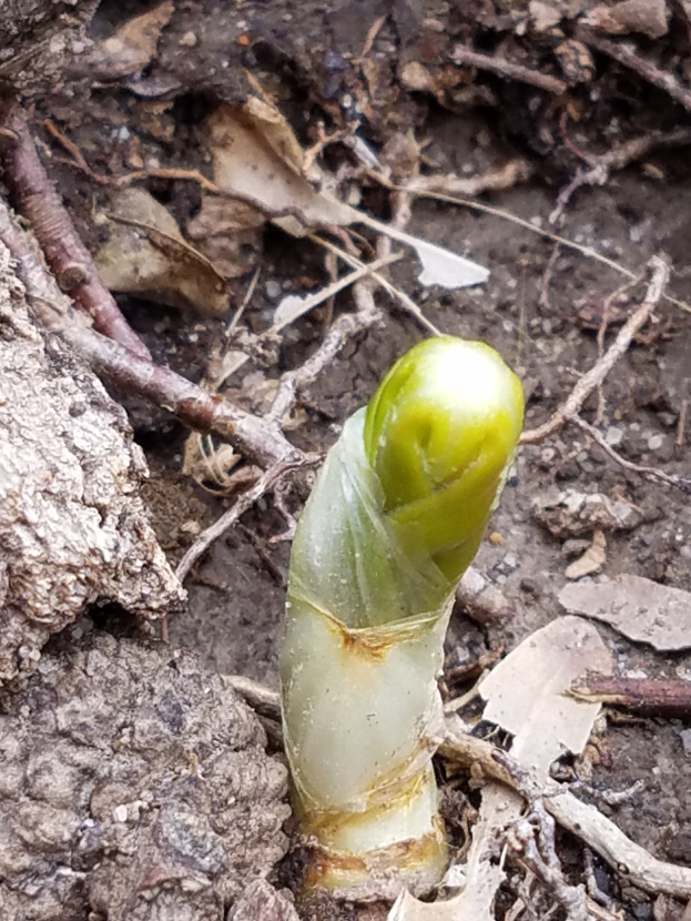 Nahaufnahme einer gr├╝nen Spargelpflanze, die aus der Erde w├Ąchst und von trockenen Bl├Ąttern und Zweigen umgeben ist.