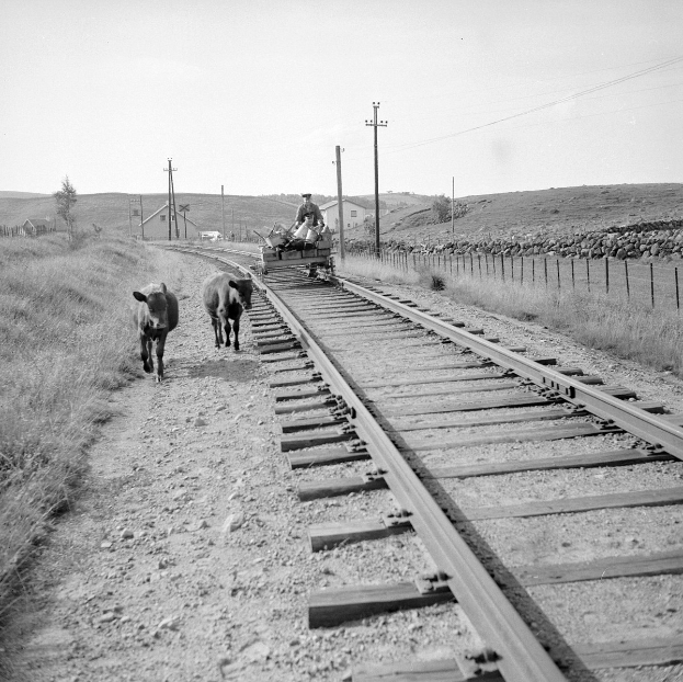 Zwei schwarz-weiße Kühe laufen auf Bahngleisen mit einer Person auf einem Fahrzeug im Vordergrund, Gras und ein Zaun auf beiden Seiten und Häuser, Bäume und Masten im Hintergrund.