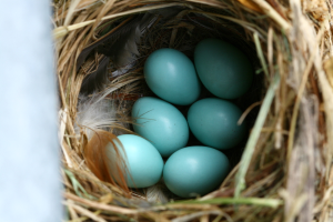 Ein Nest aus Gras und Federn mit sechs blauen Eiern.