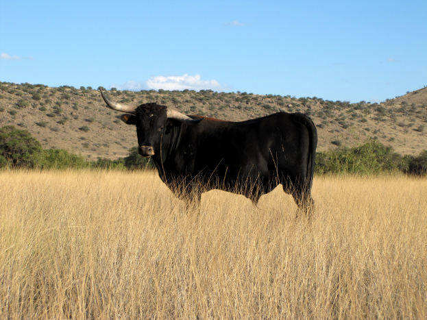 Ein Stier steht in trockenem Gras mit Bäumen und Bergen im Hintergrund.