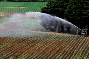 Landwirtschaftliches Feld mit verschiedenen Pflanzen, einer Bewässerungsmaschine im Vordergrund und einer Baumreihe mit weiteren Kulturen dahinter.