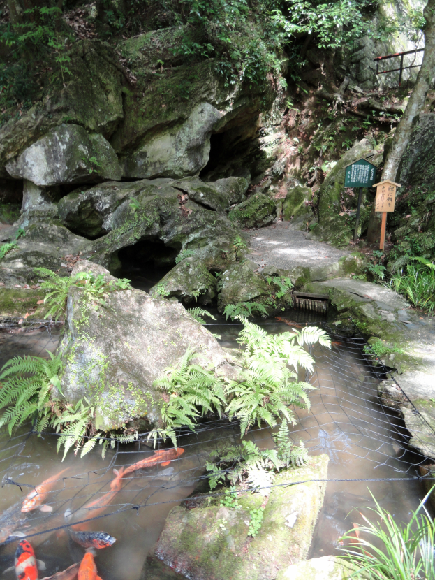 Ein kleiner Teich voller Koi-Fische, umgeben von Steinen, Pflanzen und Bäumen, mit einer Tafel in der Nähe.