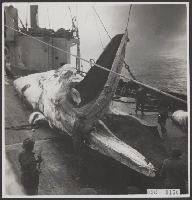 Schwarzes und weißes Foto eines Wals, der von einem Boot mit Seilen aus dem Wasser gehoben wird, umgeben von ein paar Menschen und einem Schiff im Hintergrund.