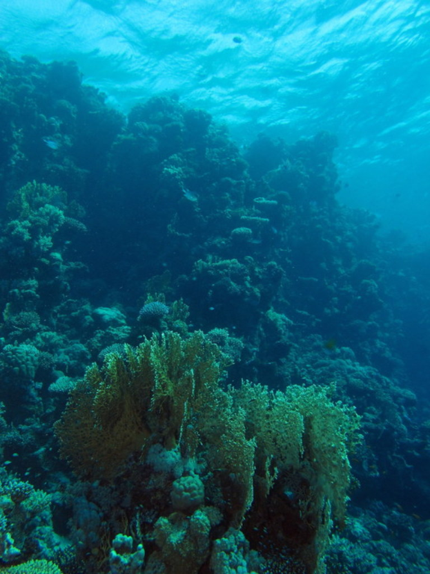 Unterwasser-Szene mit verschiedenen Pflanzen, die auf dem Meeresboden wachsen.