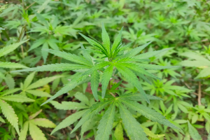 Ein Nahaufnahme eines Marihuana-Pflanzen mit saftig grünen Blättern in einem unscharfen Waldhintergrund.