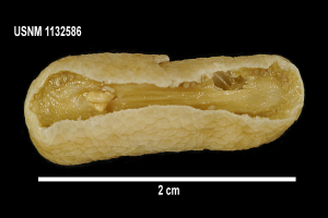 Ein Nahaufnahme eines Erdnusskerns in der Mitte des Bildes, mit Text oben und unten, alles vor einem schwarzen Hintergrund.