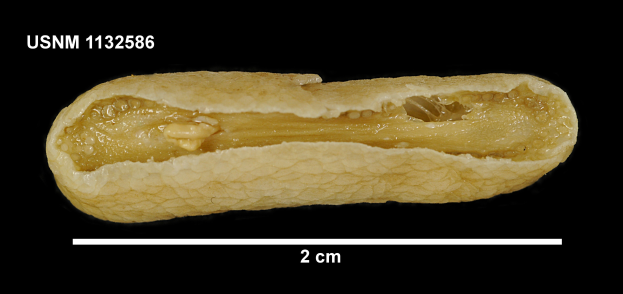 Ein Nahaufnahme eines Erdnusskerns in der Mitte des Bildes, mit Text oben und unten, alles vor einem schwarzen Hintergrund.