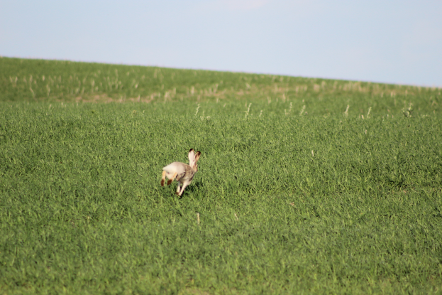 Ein weißes Kaninchen läuft über ein saftiges grünes Feld unter einem klaren blauen Himmel.