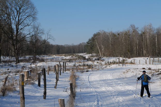 Eine Person Langlaufski auf einem verschneiten Waldweg, mit einem Rucksack und Ski-Stöcken, umgeben von Holzpfählen und Pflanzen, mit Bäumen und einem klaren Himmel im Hintergrund.