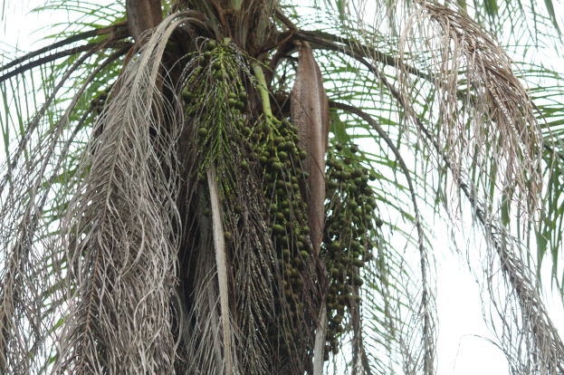 Eine Dattelpalme mit grünen Blättern und einer Kokosnussgarbe, die von ihren Zweigen hängt, mit dem Himmel im Hintergrund.