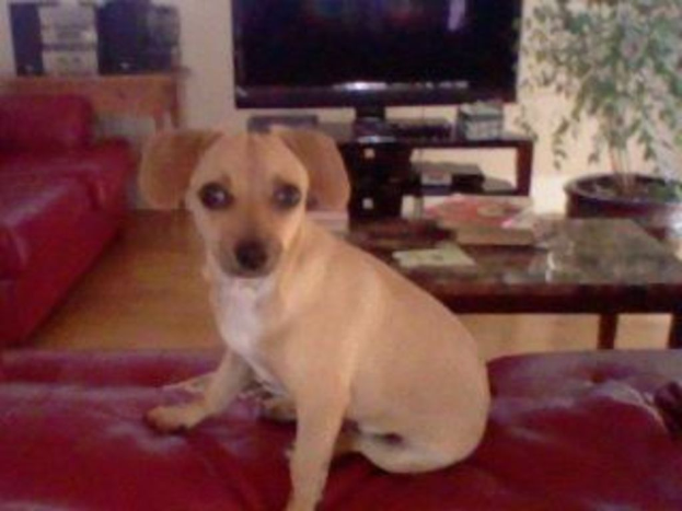 Ein Hund sitzt auf einem Sofa in einem Raum mit einem weiteren Sofa links, einem Tisch mit Büchern rechts und einem Monitor und einer Pflanze im Hintergrund.