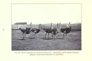 Eine Schar von Straußen auf einer kalifornischen Straußenfarm, mit einem Zaun, Haus und Himmel im Hintergrund und Text unten.