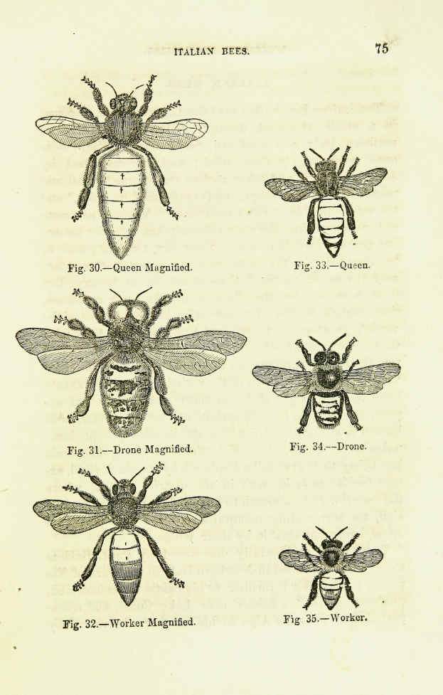 Eine Buchseite mit detaillierten Illustrationen verschiedener Bienen, jede mit einzigartigen Merkmalen, begleitet von beschreibendem Text über die Insekten und ihre Lebensräume.